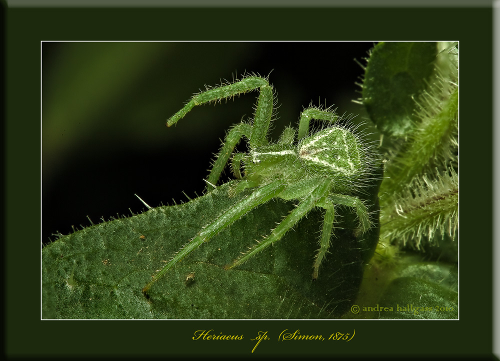 Heriaeus sp.